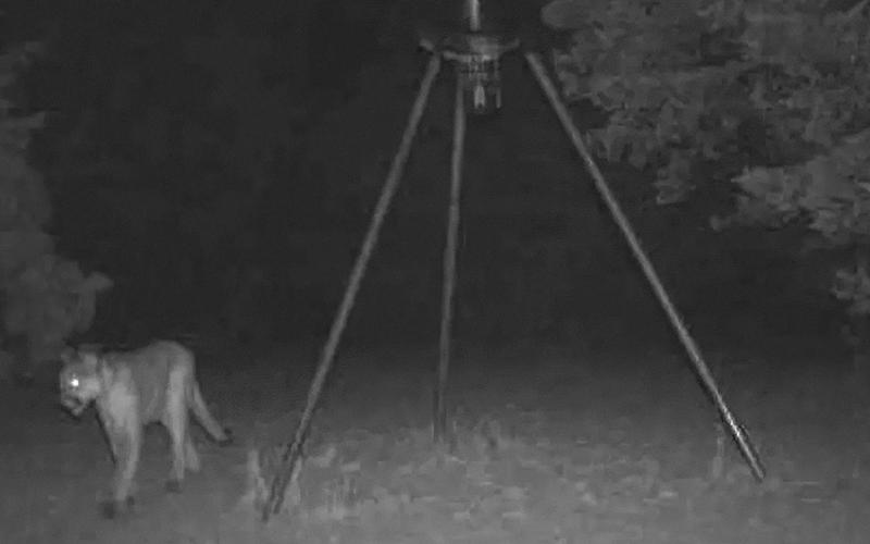 Big cat confirmed near Perkins