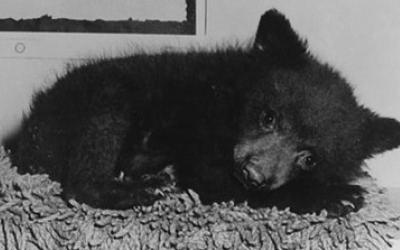 Smokey Bear, A.K.A. Hotfoot Teddy