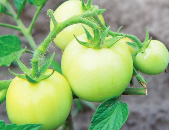 Ripening tomatoes indoors extends fresh fl avor longer