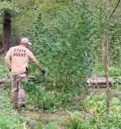 OBN agents discover illegal marijuana grow near Depew