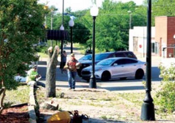 City workers remove Bradford pears from Harrison, Ave. Saturday. The trees were damaging city sidewalks and blocking sight lines to local businesses.