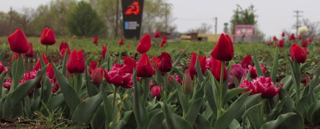 The Agra tulip fields are blooming. The first tulip sale of the year was March 16 and Agra FFA members will be selling four for $10 every Saturday in April. All proceeds support the local FFA. Photo by DeAnna Maddox.