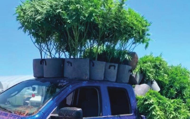 Illegal Grow Operation Busted in Lincoln County