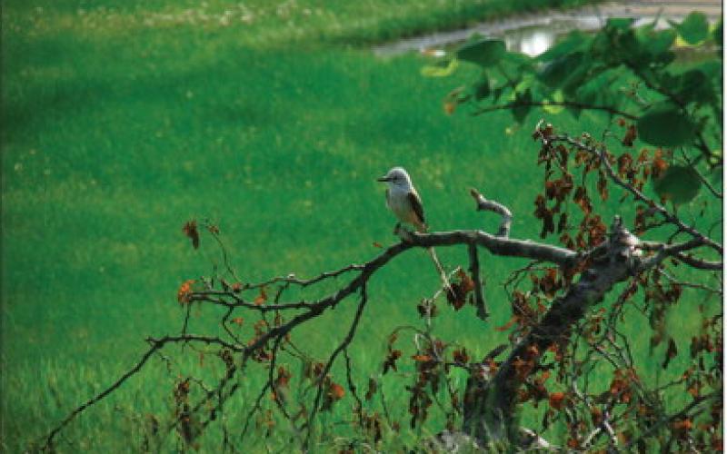 A scissor-tailed flycatcher perches on a bare branch surveying the landscape on a sunny day before the rains move in. Oklahoma’s state bird is known for its long, forked tail and graceful flight. Photo by DeAnna Maddox