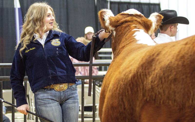 Kylee Sadler of Ripley shows her Hereford beef heifer. Sadler earned Champion honors with her Hereford Beef Heifer and also placed first in two additional Hereford classes. Photo by Meagan Stephens.