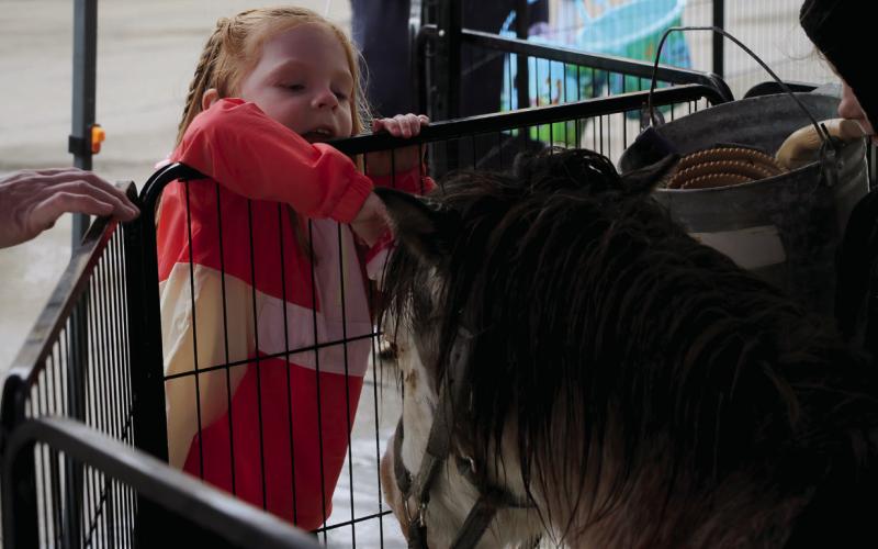 Little Lilah Beasley brushes a miniature pony at the petting zoo during the Gibble Easter Festival. Photo by Allie Prater
