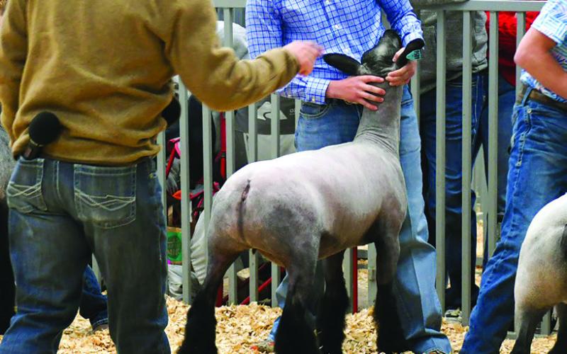 FFA Sheep Show