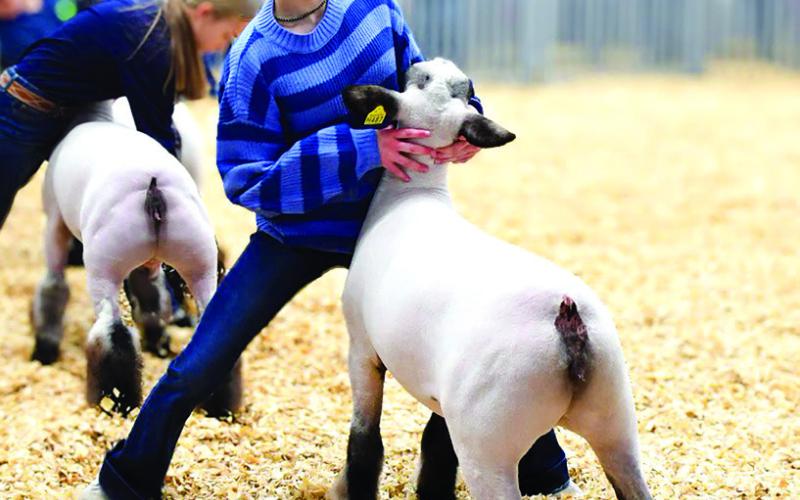 Last Sunday, the Cushing High School FFA and booster club hosted the Pipeline Classic Sheep and Goat Show. Four Cushing FFA Members entered the ring with their Breeding Ewe and Market Lamb projects. They were Taylor McKiddy, Clay McKiddy, Cody Bentley and Kaycee Denny. Photos courtesy of Sarah Townes