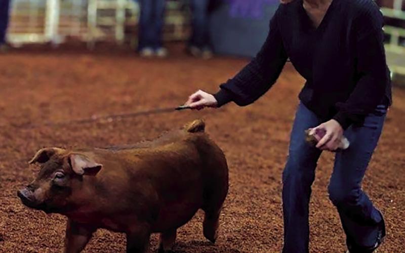 Casey Denny guides her winning Duroc.