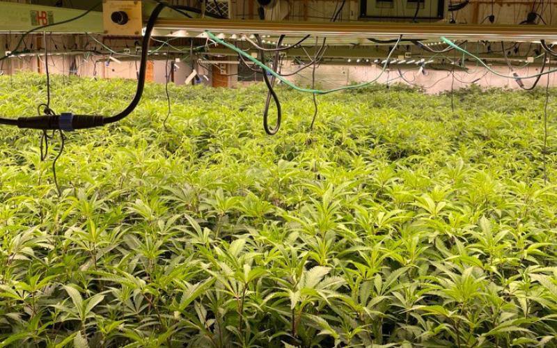 OSBI takes down 9th St. marijuana grow