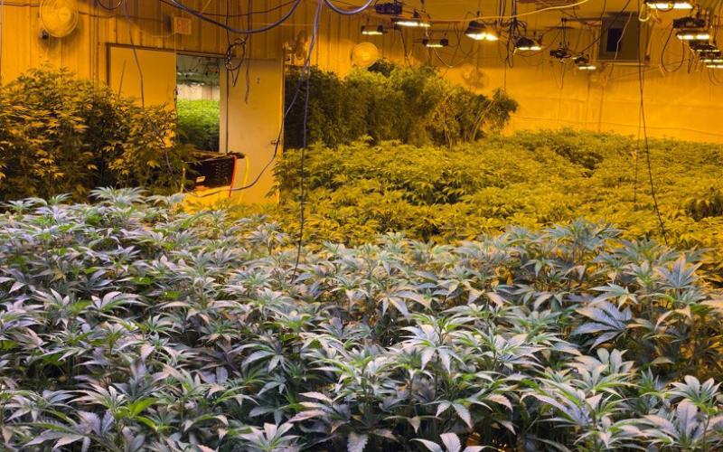 OSBI takes down 9th St. marijuana grow