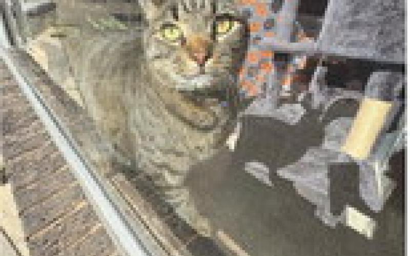From the windowsill of Typo the Cat