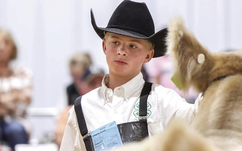 Garrett Griswold of Ripley 4-H shows his market steer during the Payne County Junior Livestock Show held Feb. 21–26. Griswold’s entry was named Grand Champion Market Steer, and he also earned Grand Champion Market Goat and Division Champion honors in Market Goat Division 3, Class 1. Photo by Meagan Stephens.