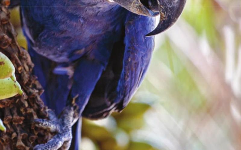 Tropical birds