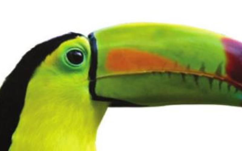 Tropical birds