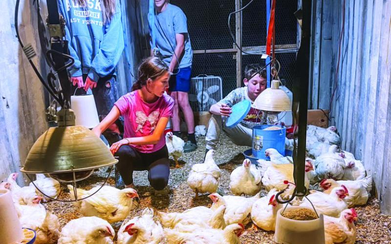 Willow Mattox, Whitley Mattox, Cane Hollabaugh and Wiley Mattox tend to their six-week-old broiler chickens.