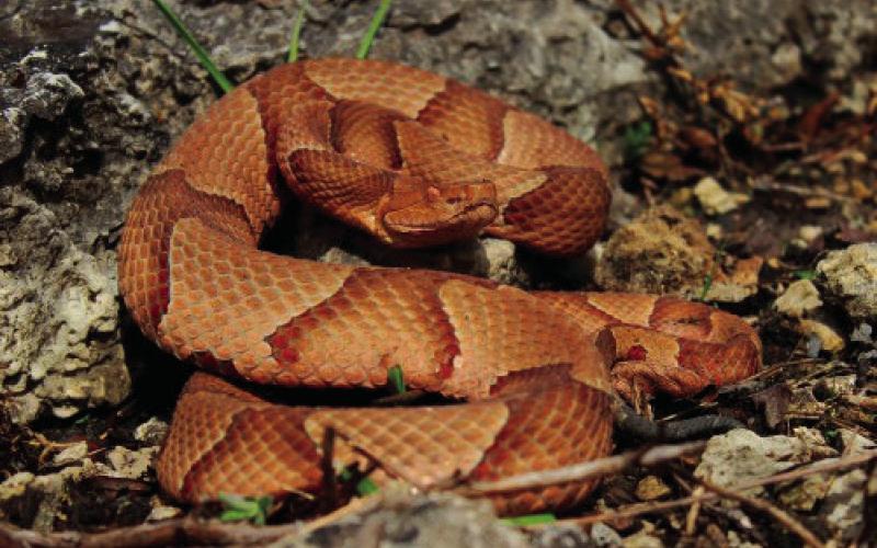 Hunters Advised to Keep Eyes Open for Snakes