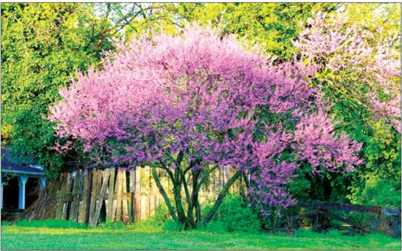 The rising sun illuminates a redbud tree as it explodes with color along East Broadway, in Cushing. Throughout the Cimarron Valley, redbud trees are in full bloom, offering a vibrant message of hope that spring has come to Oklahoma.