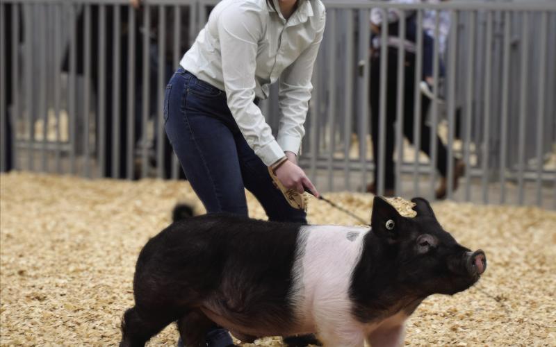 Cushing eighth grader Taylor KcKiddy walks her pig around the show arena during the Cushing Pipeline Classic Invitational Swine Show. Photos by Sarah Townes.