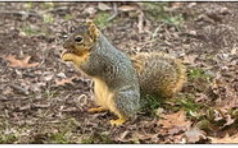 The semi-domesticated squirrels of Cabinet Village