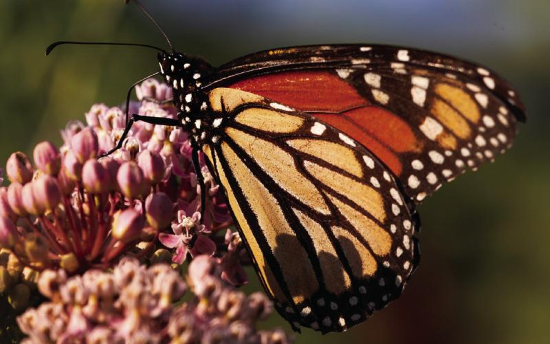 Time to report ‘bonus’ monarch butterfl y activity nears