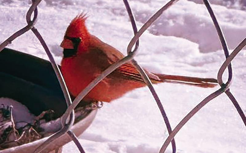 A red cardinal perches on a bird bath surrounded by snow. Photo submitted by Ethan Roberts.