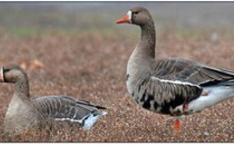 Deadline nears for state waterfowl stamp contest