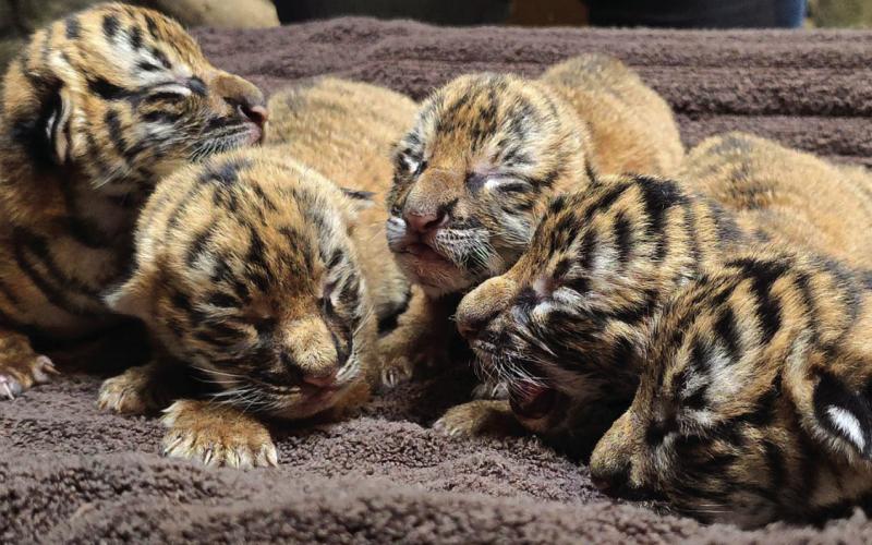 Tulsa Zoo welcomes endangered tiger cubs