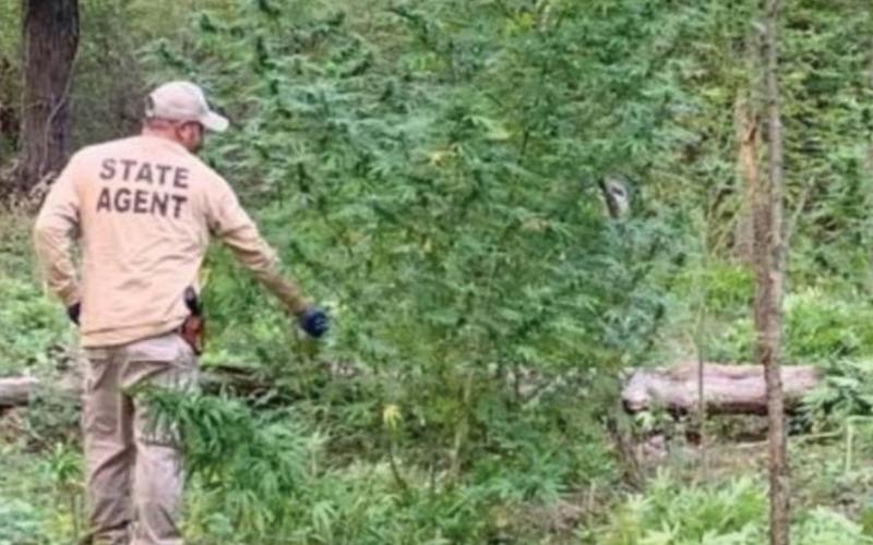 OBN agents discover illegal marijuana grow near Depew