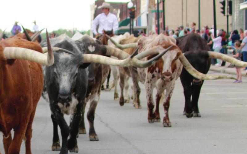 Cattle Drive