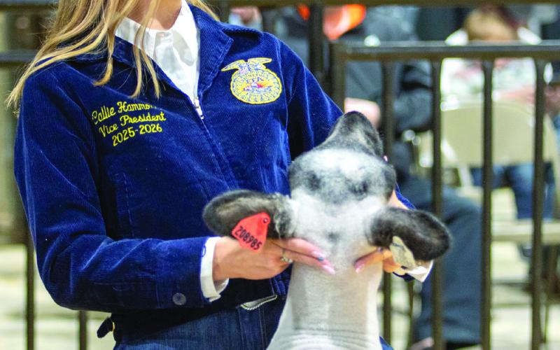Callie Hammond of Ripley shows her lamb. Hammond placed second in Hampshire Market Lamb Class 3 and also had placings in Shropshire and Crossbred market lamb classes. Photo by Meagan Stephens.