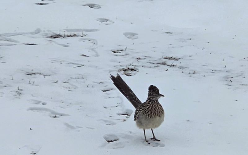 Roadrunner in the snow at the corner of Moses and Meyers on Feb. 21. Photo by Samantha Hoover