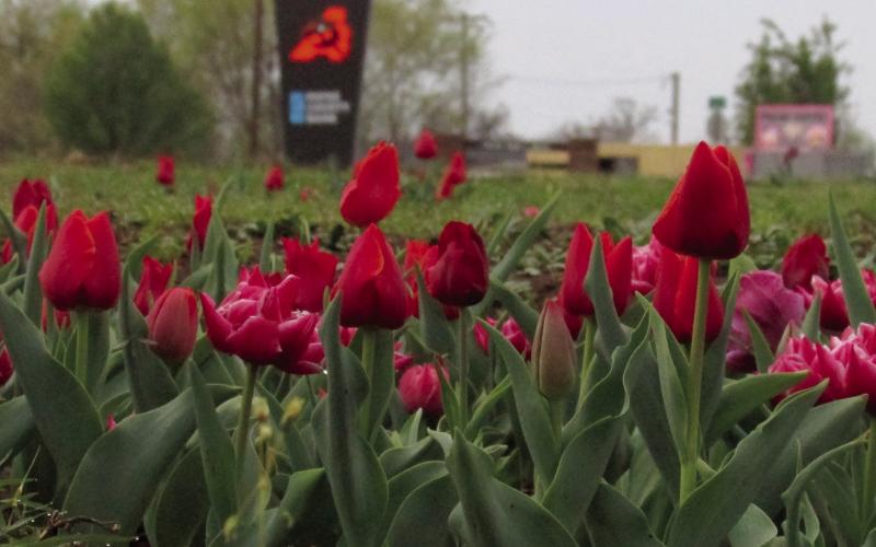 The Agra tulip fields are blooming. The first tulip sale of the year was March 16 and Agra FFA members will be selling four for $10 every Saturday in April. All proceeds support the local FFA. Photo by DeAnna Maddox.