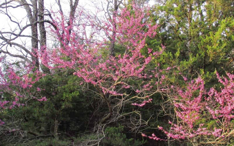 The Eastern Redbud, or the Oklahoma Redbud is the uno cial proclamation of spring to most Oklahomans. With spring, comes seasonal allergies. According to the Oklahoma Allergy and Asthma clinic, tree pollen counts will be high to very high over the next week, grass pollen will be medium to high, and weed and mold will be low to medium. Photo by DeAnna Maddox