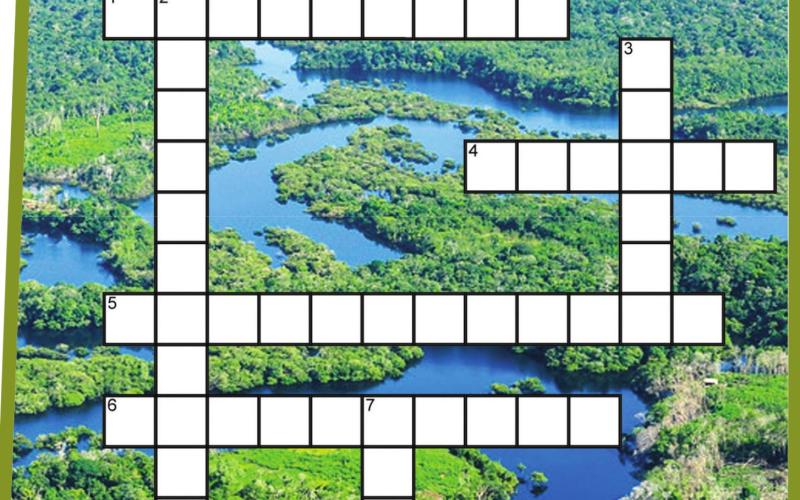 SMARTYPANTS RAINFOREST OF THE AMAZON