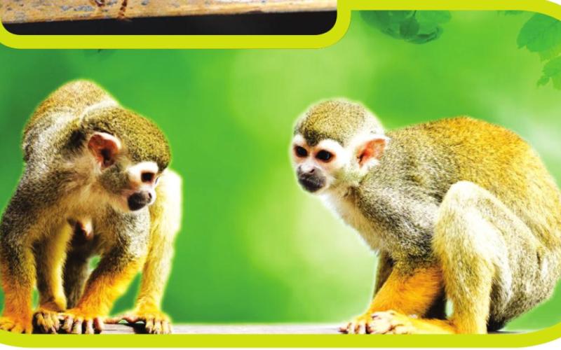 SMARTYPANTS RAINFOREST OF THE AMAZON