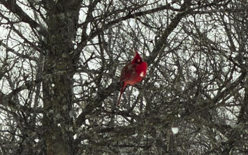 Bird from Hailey Peterson