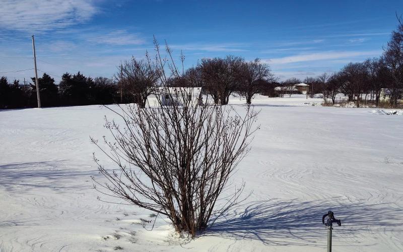 Bush from Kim Ward
