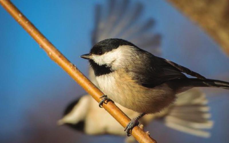 Explore Nature in Winter during BioBlitz OK