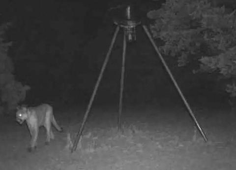 Big cat confirmed near Perkins