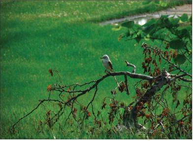 A scissor-tailed flycatcher perches on a bare branch surveying the landscape on a sunny day before the rains move in. Oklahoma’s state bird is known for its long, forked tail and graceful flight. Photo by DeAnna Maddox