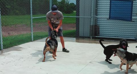 Animal control officer Cody Dallos plays fetch with the dogs being housed by the Animal Services Unit shelter in Cushing.
