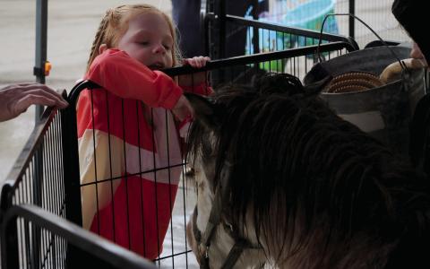 Little Lilah Beasley brushes a miniature pony at the petting zoo during the Gibble Easter Festival. Photo by Allie Prater
