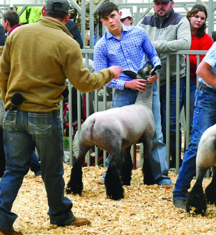 FFA Sheep Show