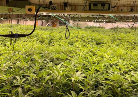 OSBI takes down 9th St. marijuana grow
