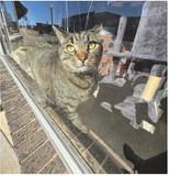 From the windowsill of Typo the Cat