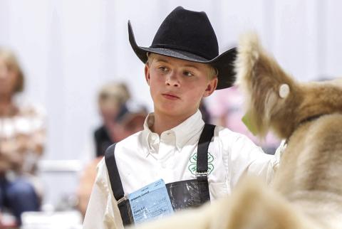 Garrett Griswold of Ripley 4-H shows his market steer during the Payne County Junior Livestock Show held Feb. 21–26. Griswold’s entry was named Grand Champion Market Steer, and he also earned Grand Champion Market Goat and Division Champion honors in Market Goat Division 3, Class 1. Photo by Meagan Stephens.