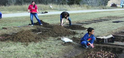 Agra School Superintendent Jeff Kelly supervises district students — Bella McIntire, Garrett Smith, Jayden Kelly, Trey Kelly, and Talyne Iverson as they plant 2,000 tulip bulbs over winter break. This project is a continuation from last year when the district sold tulips as a fundraiser. Kelly said he is expecting 1,000 bulbs from last year to return for a total of 3,000-tulips ready to be sold come Easter. Cost is expected to be $3 each or $10 for four, bulb included. Photo by DeAnna Maddox