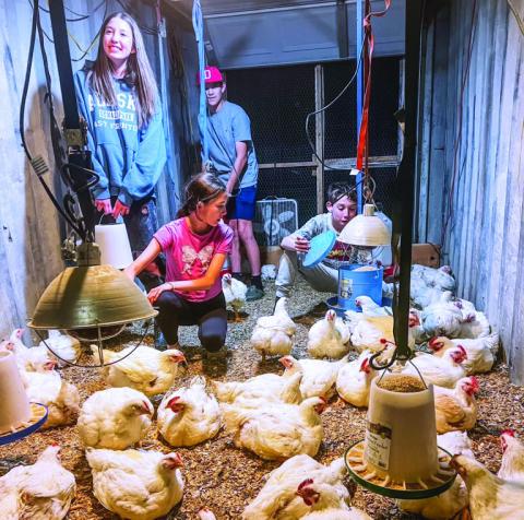 Willow Mattox, Whitley Mattox, Cane Hollabaugh and Wiley Mattox tend to their six-week-old broiler chickens.