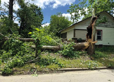 The bulk of a massive tree lies across a front yard on Steele Street in Cushing, Sunday, the morning after sever storms brought winds in excess of 80 miles an hour to the area. More photos inside. Photo by MaryLee Meisner